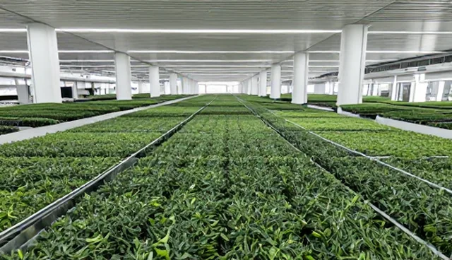 稻米保存误区澄清:生态蔬菜收购中的关键点